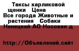 Таксы карликовой щенки › Цена ­ 20 000 - Все города Животные и растения » Собаки   . Ненецкий АО,Носовая д.